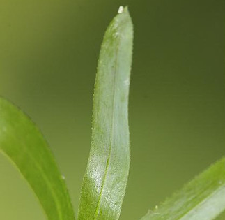 Brazilian Waterweed Leaf
