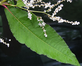 Himalayan Knotweed - (Persicaria wallichii) Flowers and Leaves