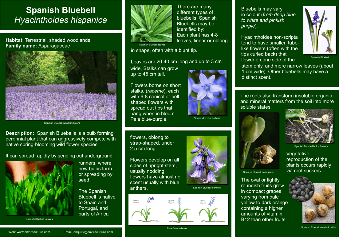 Spanish Bluebell - Hyacinthoides hispanica ID Guide