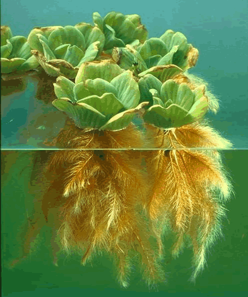 Water Lettuce - Pistia stratiotes