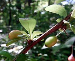 Japanese barberry - Berberis thunbergii 23