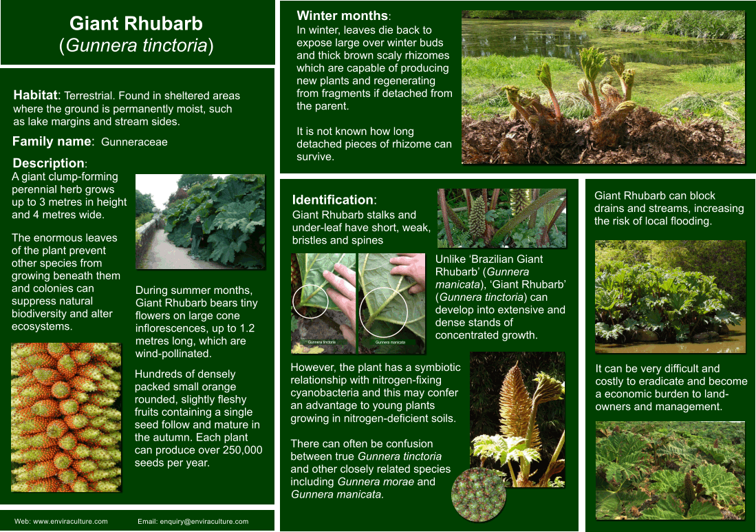 Giant Rhubarb Gunnera tinctoria ID Guide