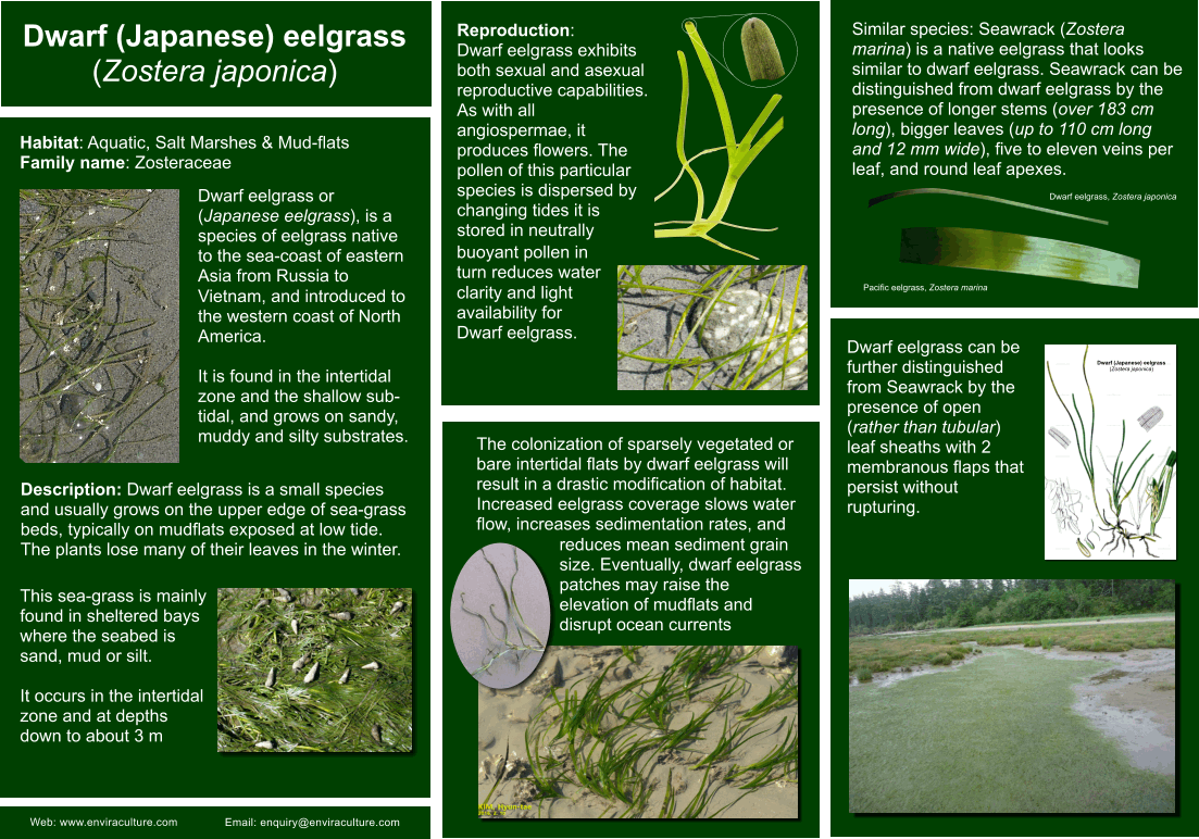 Dwarf eelgrass - zostera japonica ID Guide
