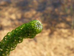 Curly_Waterweed_- Lagarosiphon_major_34
