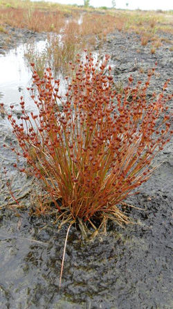 Broad-Leaved Rush 3