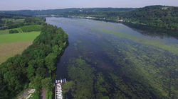 Waterweeds - Elodea (all species) 3