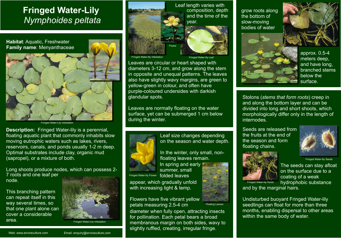 Fringed Water Lily Nymphoides Peltata Invasive Species Control Fringed Water Lily Nymphoides Peltata Invasive Species Control