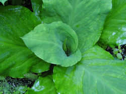 American skunk cabbage - Lysichiton americanus - Leaf Rossette