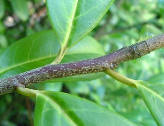 Bohemian knotweed - Fallopia x bohemica Biodiversity High Risk Invasive Species 20