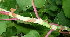 Himalayan Knotweed - (Persicaria wallichii) Stem
