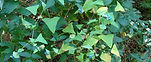 Mile-a-minute Weed leaves & fruit invasive species management & control