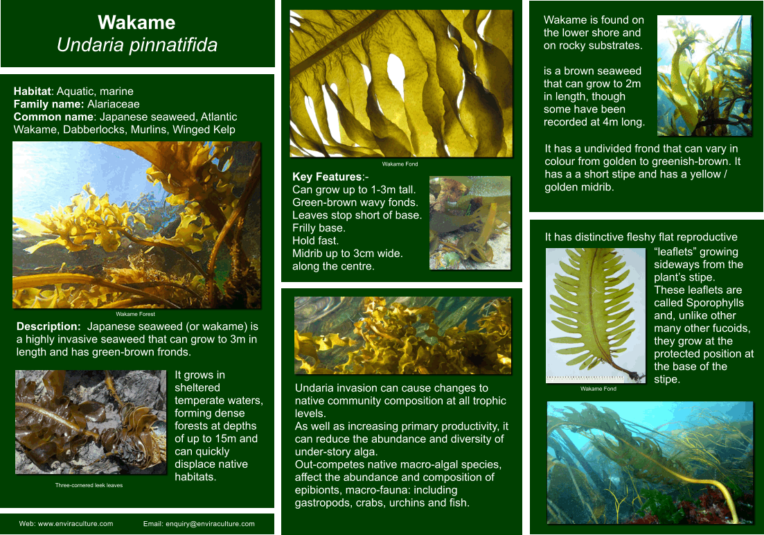 Wakame - Undaria pinnatifida ID Guide