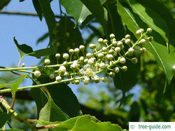 Rum cherry - Prunus serotina 11