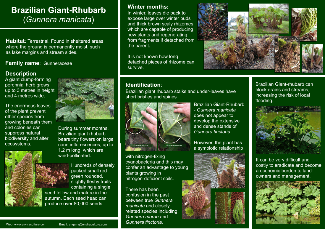 Brazilian Giant-rhubarb - Gunnera manicata ID Guide