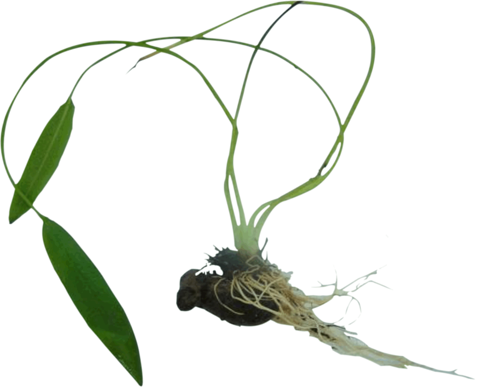 Cape Pondweed - Aponogeton distachyos root - bulb