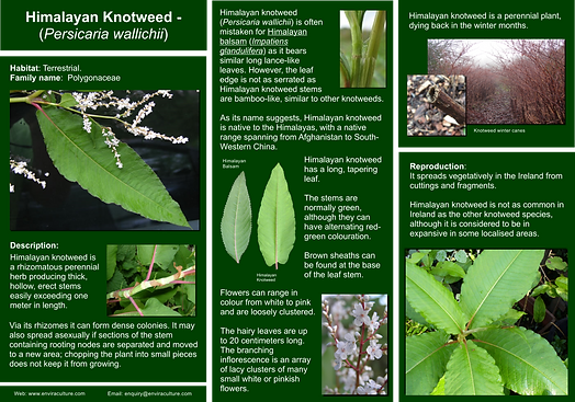 Himalayan Knotweed - Persicaria wallichii ID Guide