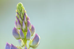 Garden lupin - Lupinus polyphyllus 48