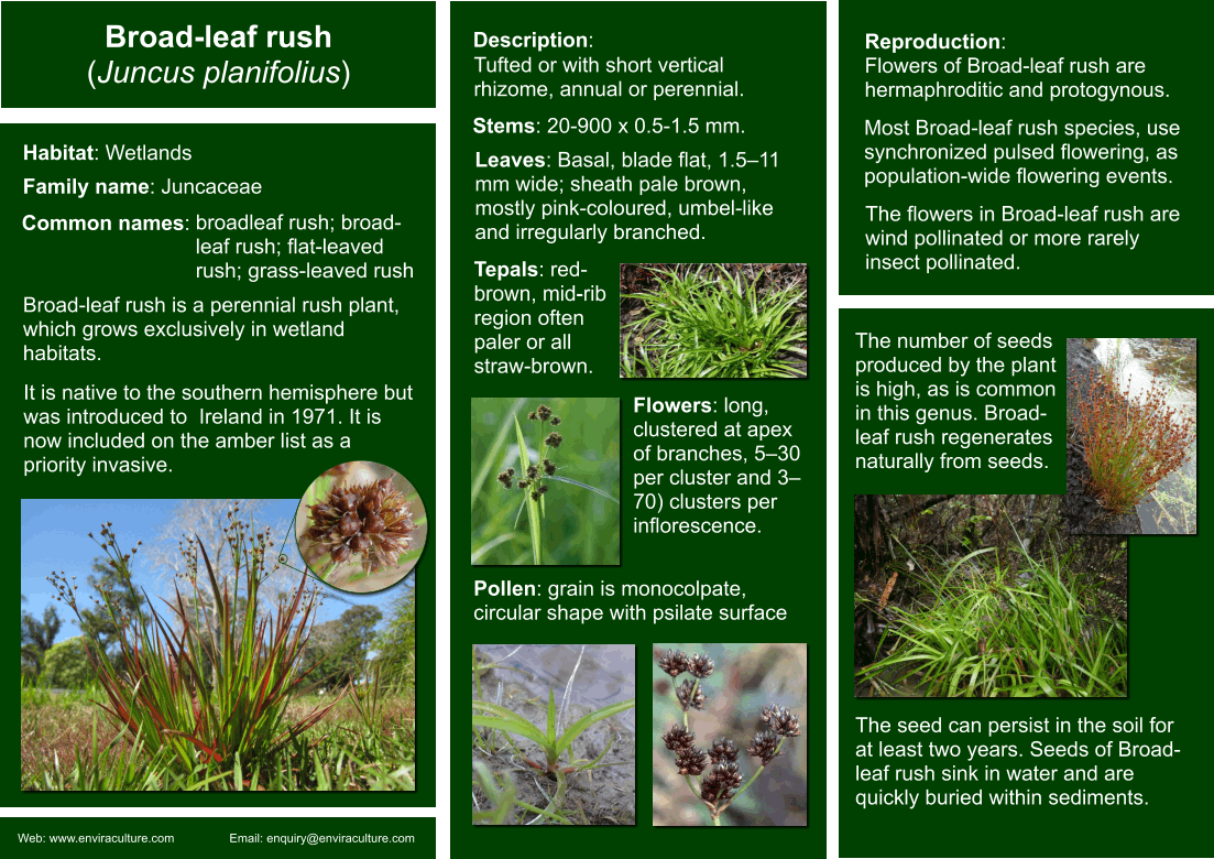 Broad-Leaf Rush - Juncus plnifolius ID Guide