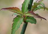 Clover broomrape Biodiversity Medium Risk Invasive Species 14