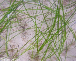 Dwarf Eelgrass - Zostera japonica 11