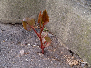 Japanese Knotweed Growing Through Tarmac
