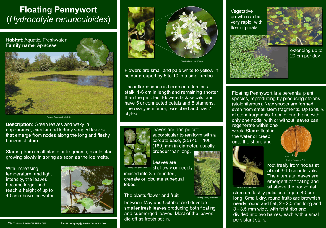 Floating Pennywort - Hydrocotyte ranunculoides ID Guide