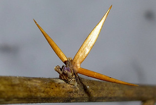 Biodiversity Medium Risk 14