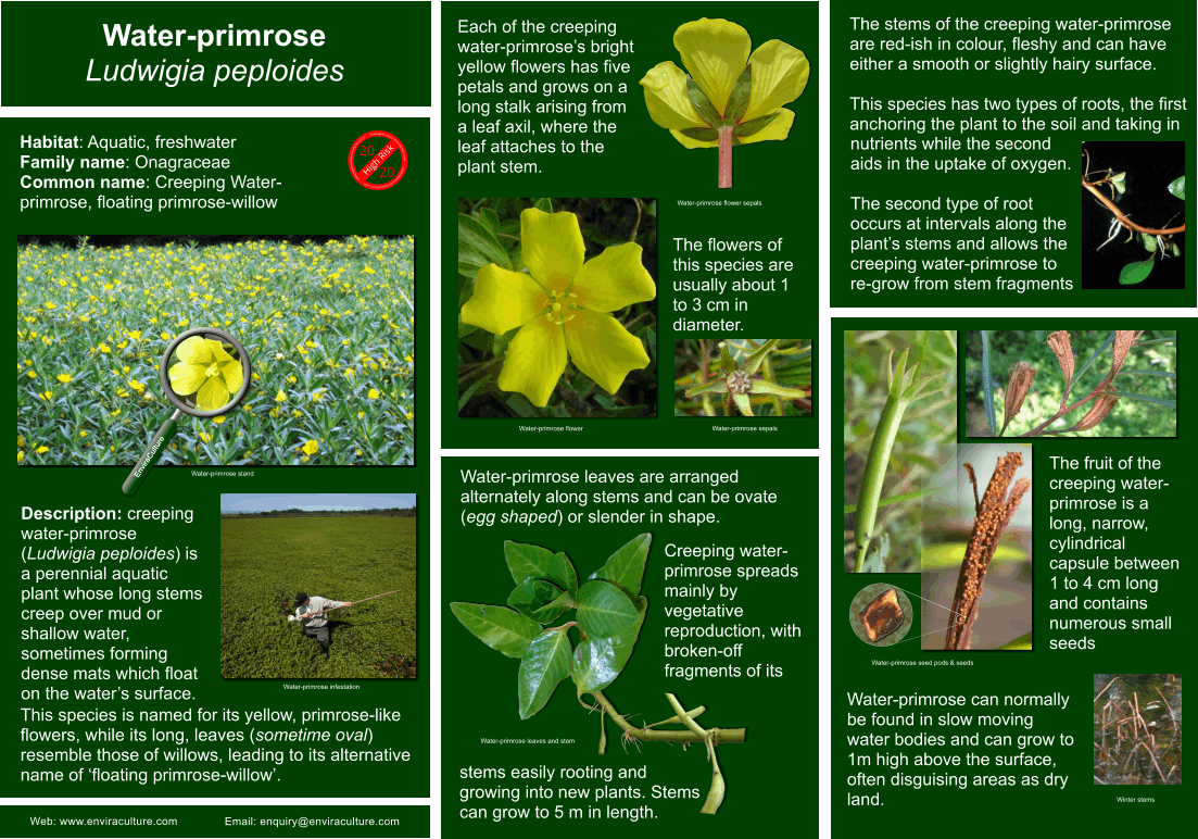 Water-primrose - Ludwigia peploides ID Guide