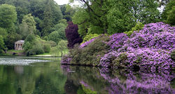 Rhododendron - Rhododendron ponticum