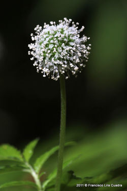 New Zealand bur - Acaena ovalifolia 10