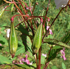 Himalayan Balsam - (Impatiens glandulifera) Seed Pods
