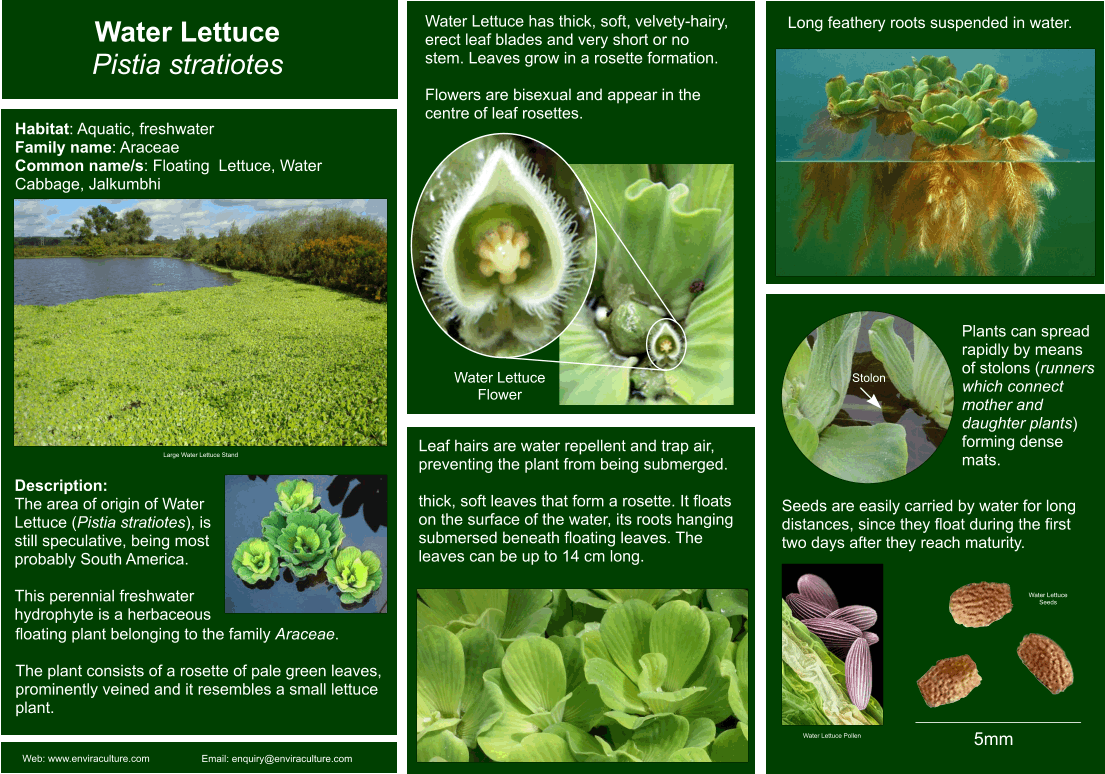 Water Lettuce - Pistia stratiotes ID Guide