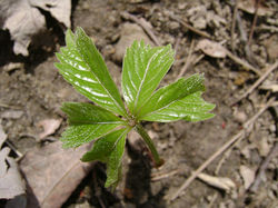 Virginia-creeper - Parthenocissus quinquefolia 28