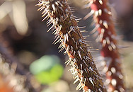 Clover broomrape Biodiversity Medium Risk Invasive Species 14