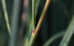 Sorghastrum_nutans-ligule