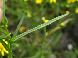 Narrow-leaved ragwort - Senecio inaequidens 21