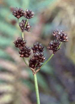 Broad-Leaved Rush - Juncus planifolius 3