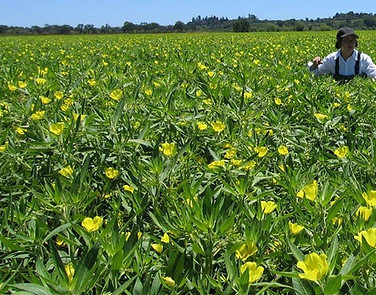 Water-primrose meadow