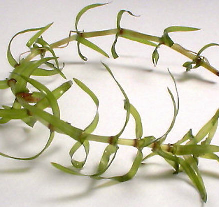 Bohemian knotweed - Fallopia x bohemica Biodiversity High Risk Invasive Species 20