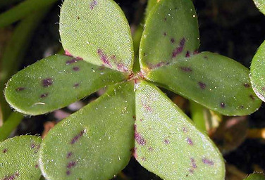 Biodiversity Medium Risk 14