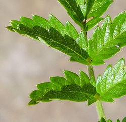 New Zealand bur - Acaena ovalifolia 25