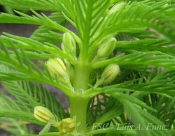 Parrots Feather - Myriophyllum aquaticum