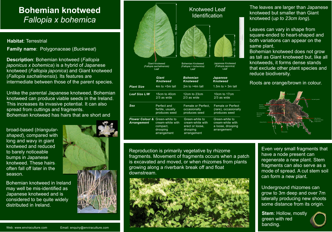 Bohemian knotweed - Fallopia x bohemica Biodiversity High Risk Invasive Species 20