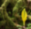 American Skunk-Cabbage Individual