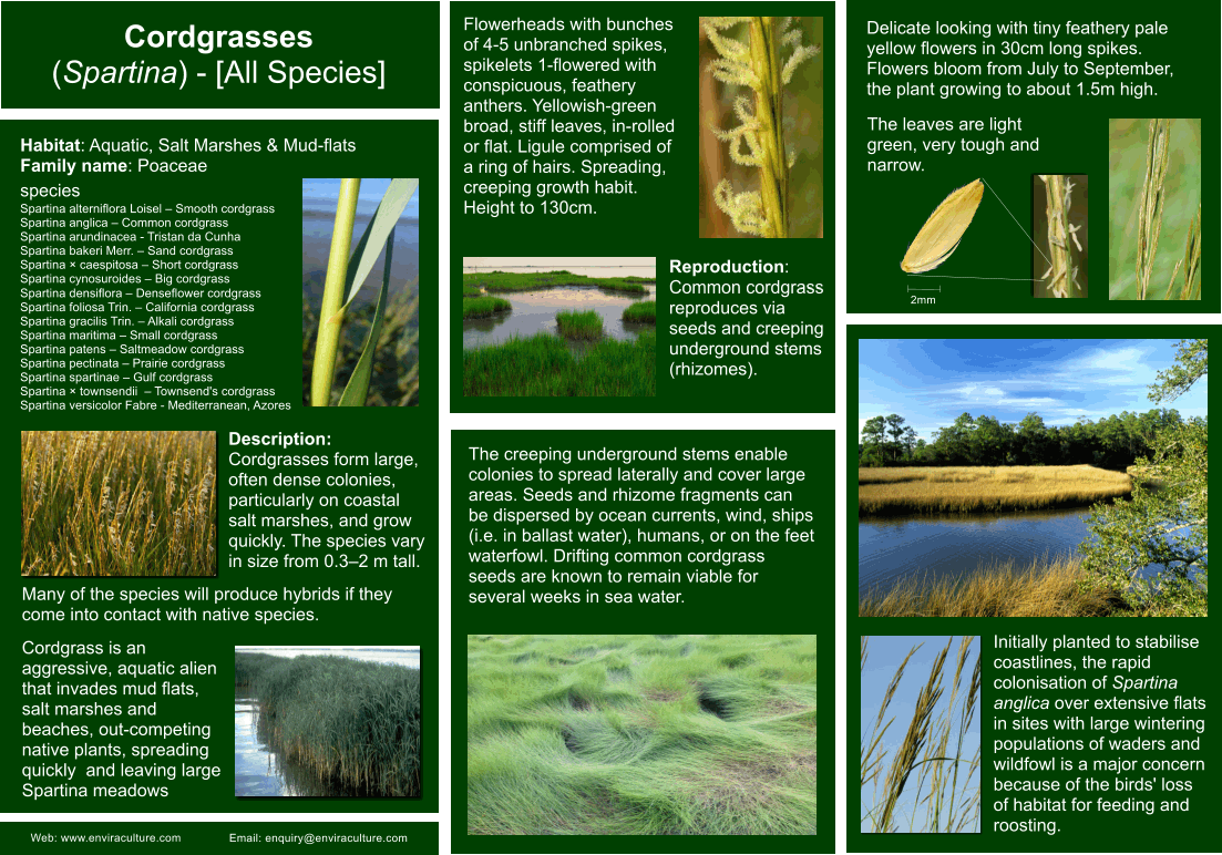 Cordgrass - Spartina ID Guide