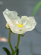 Brazilian Waterweed Flower