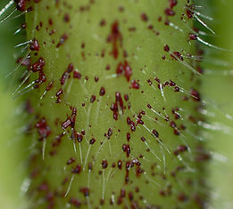 Giant hogweed stem spines