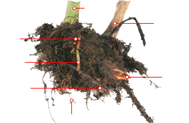Knotweed Root System