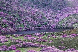 Rhododendron - Rhododendron ponticum Large Stand