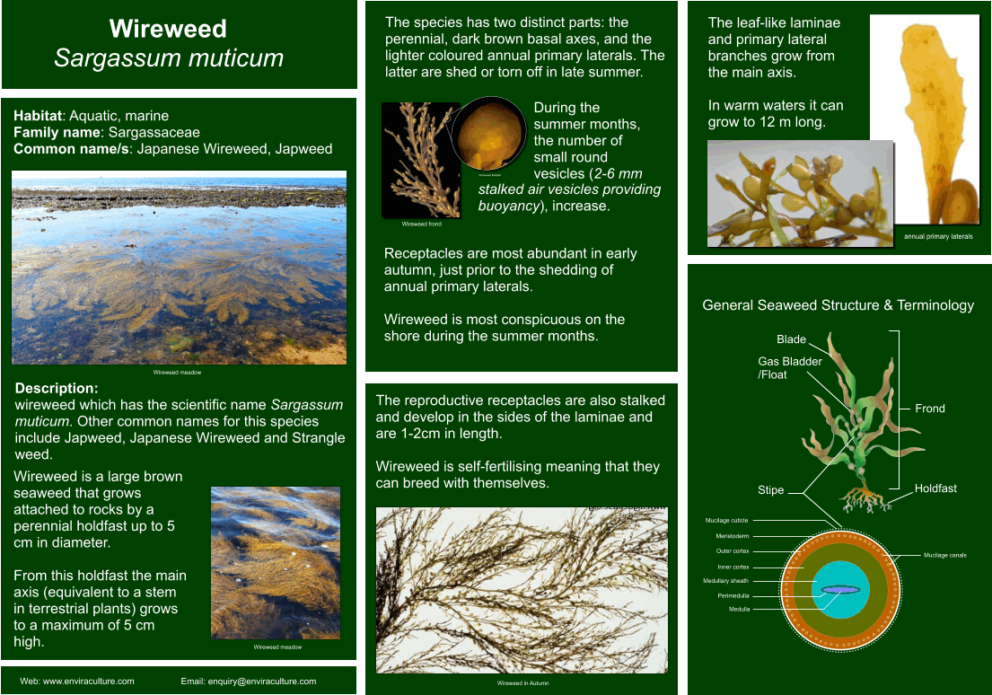 Wire weed